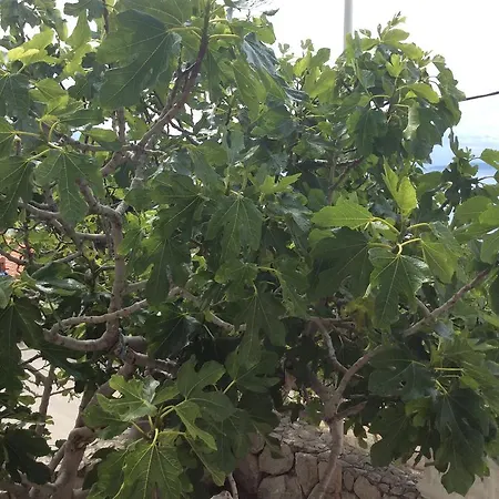 Vakantiehuis Marusici